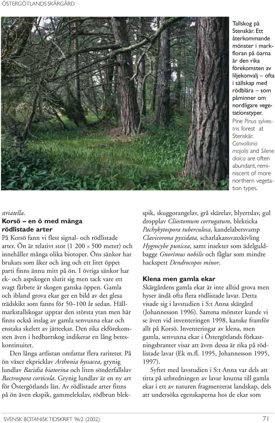 Pine Pinus sylvestris forest at Stenskär. Convallaria majalis and Silene dioica are often abundant, reminiscent of more northern vegetation types. striatella.