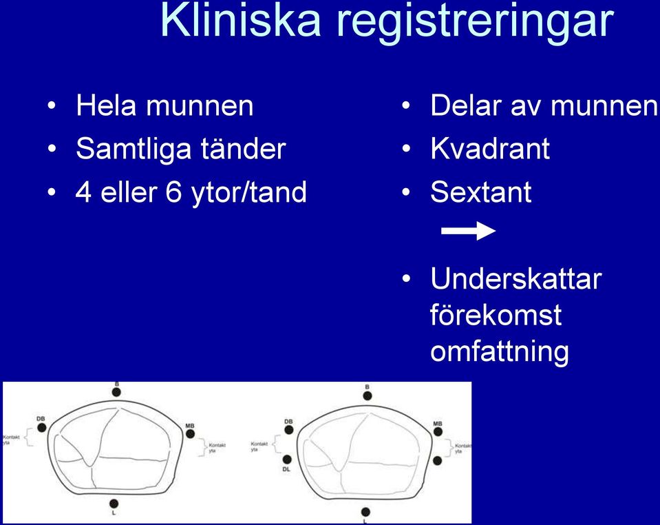 ytor/tand Delar av munnen Kvadrant