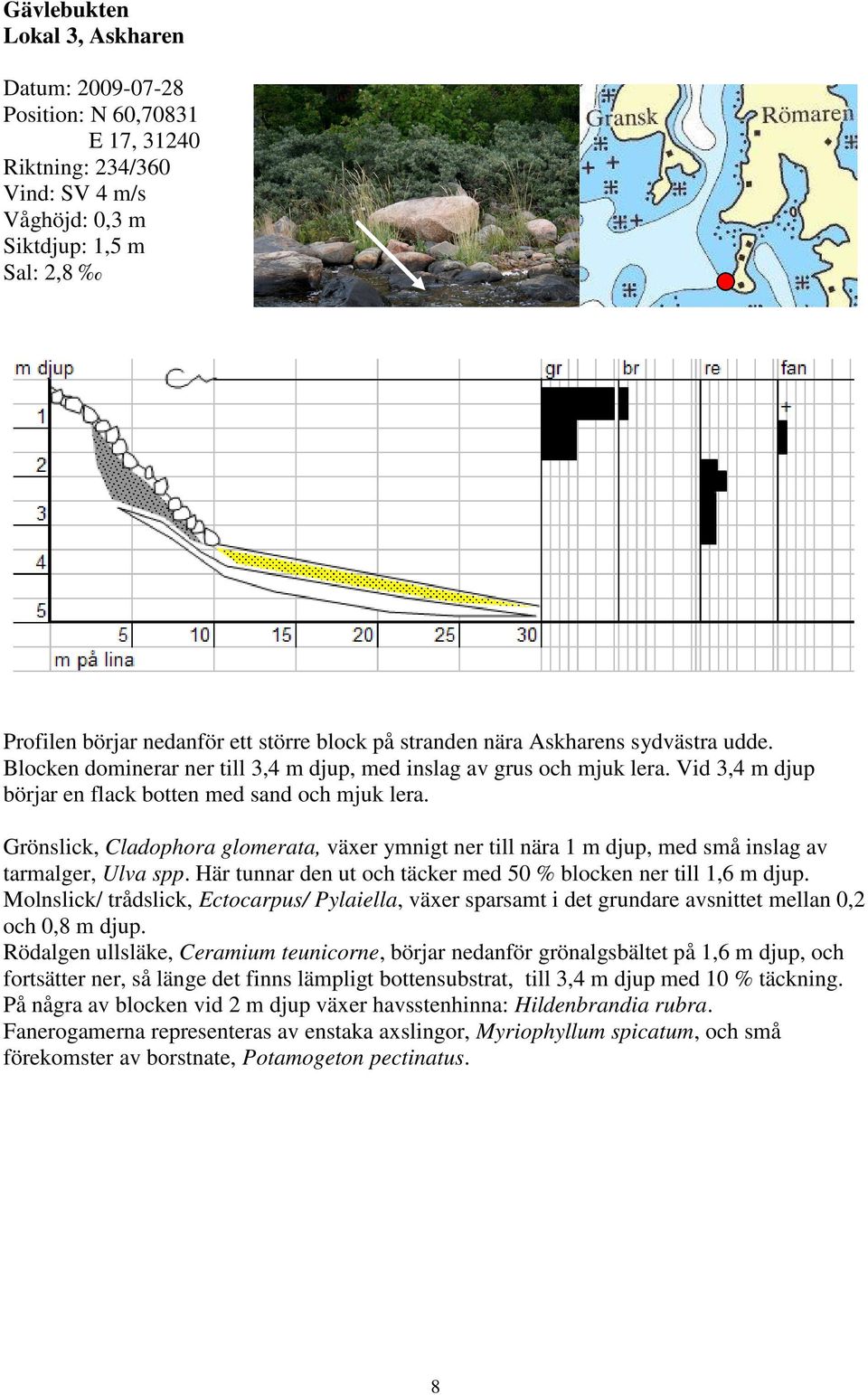 Grönslick, Cladophora glomerata, växer ymnigt ner till nära 1 m djup, med små inslag av tarmalger, Ulva spp. Här tunnar den ut och täcker med 50 % blocken ner till 1,6 m djup.