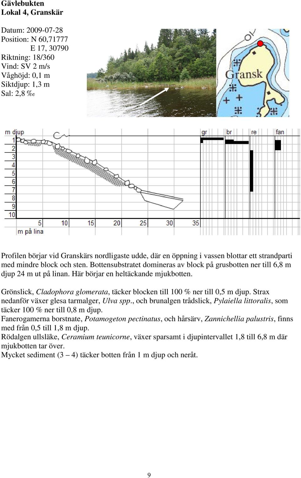 Här börjar en heltäckande mjukbotten. Grönslick, Cladophora glomerata, täcker blocken till 100 % ner till 0,5 m djup. Strax nedanför växer glesa tarmalger, Ulva spp.