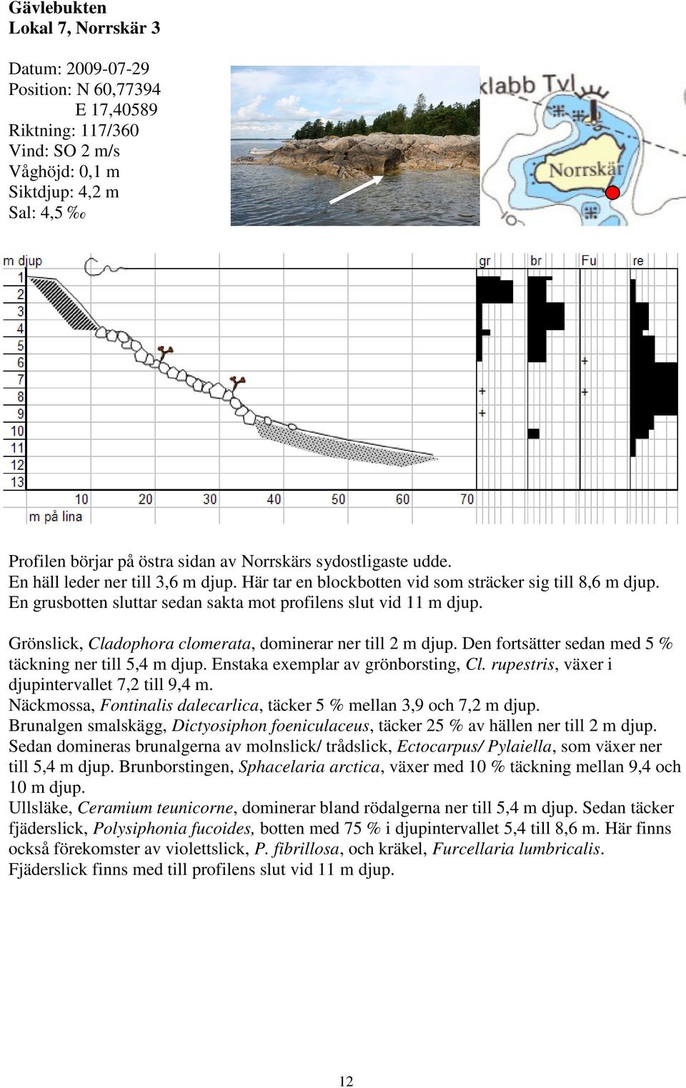 Grönslick, Cladophora clomerata, dominerar ner till 2 m djup. Den fortsätter sedan med 5 % täckning ner till 5,4 m djup. Enstaka exemplar av grönborsting, Cl.