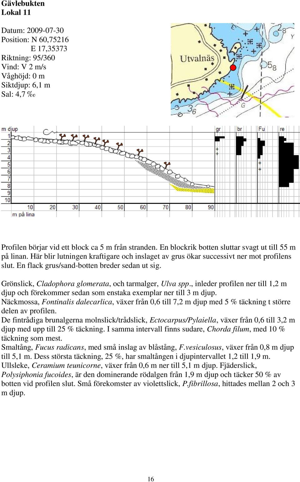 Grönslick, Cladophora glomerata, och tarmalger, Ulva spp., inleder profilen ner till 1,2 m djup och förekommer sedan som enstaka exemplar ner till 3 m djup.