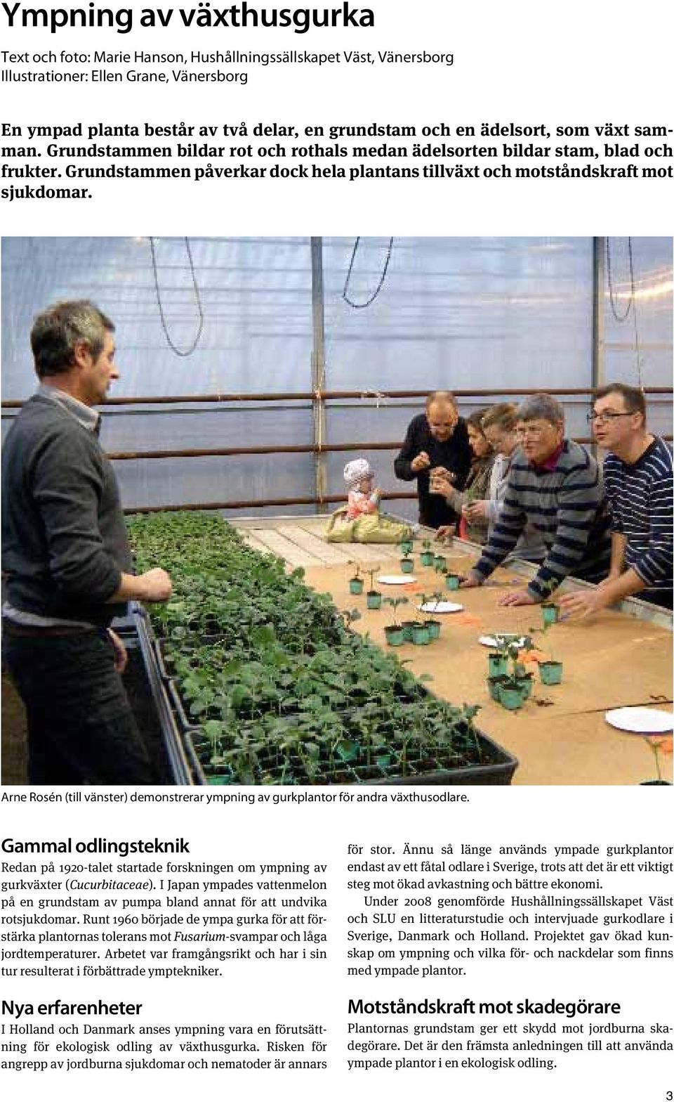 Arne Rosén (till vänster) demonstrerar ympning av gurkplantor för andra växthusodlare. Gammal odlingsteknik Redan på 1920-talet startade forskningen om ympning av gurkväxter (Cucurbitaceae).