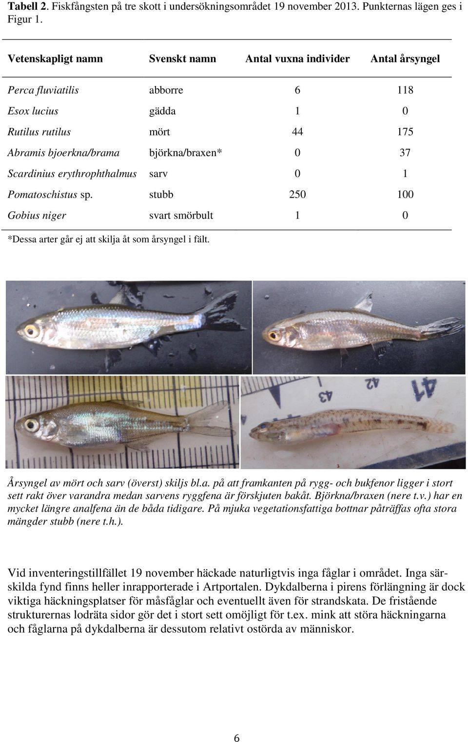 Scardinius erythrophthalmus sarv 0 1 Pomatoschistus sp. stubb 250 100 Gobius niger svart smörbult 1 0 *Dessa arter går ej att skilja åt som årsyngel i fält.