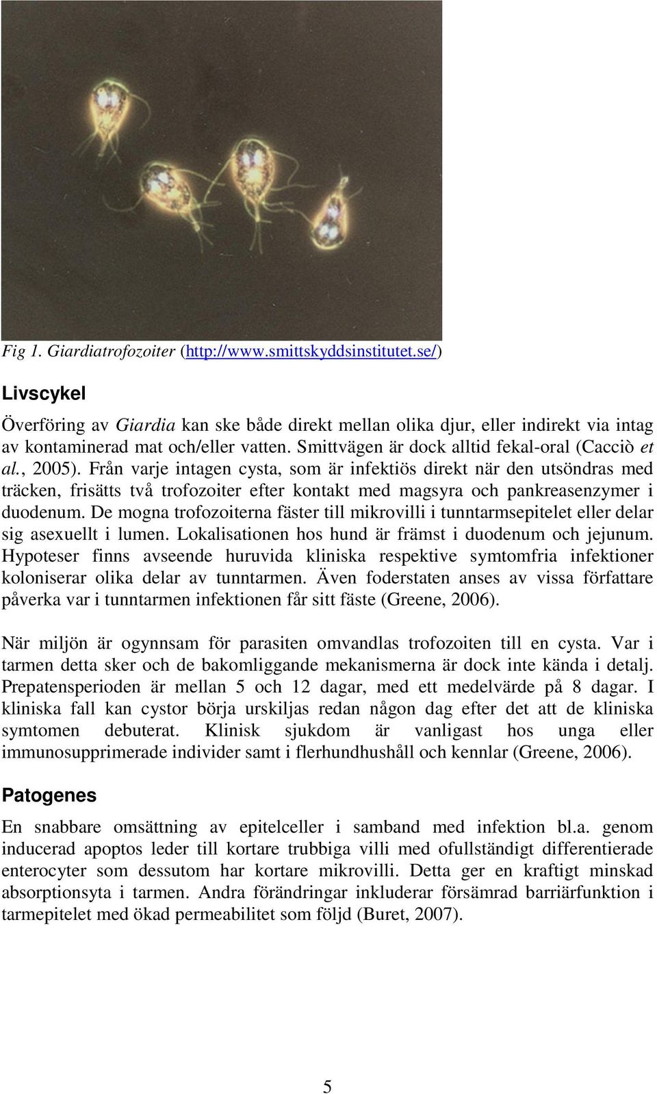 Från varje intagen cysta, som är infektiös direkt när den utsöndras med träcken, frisätts två trofozoiter efter kontakt med magsyra och pankreasenzymer i duodenum.