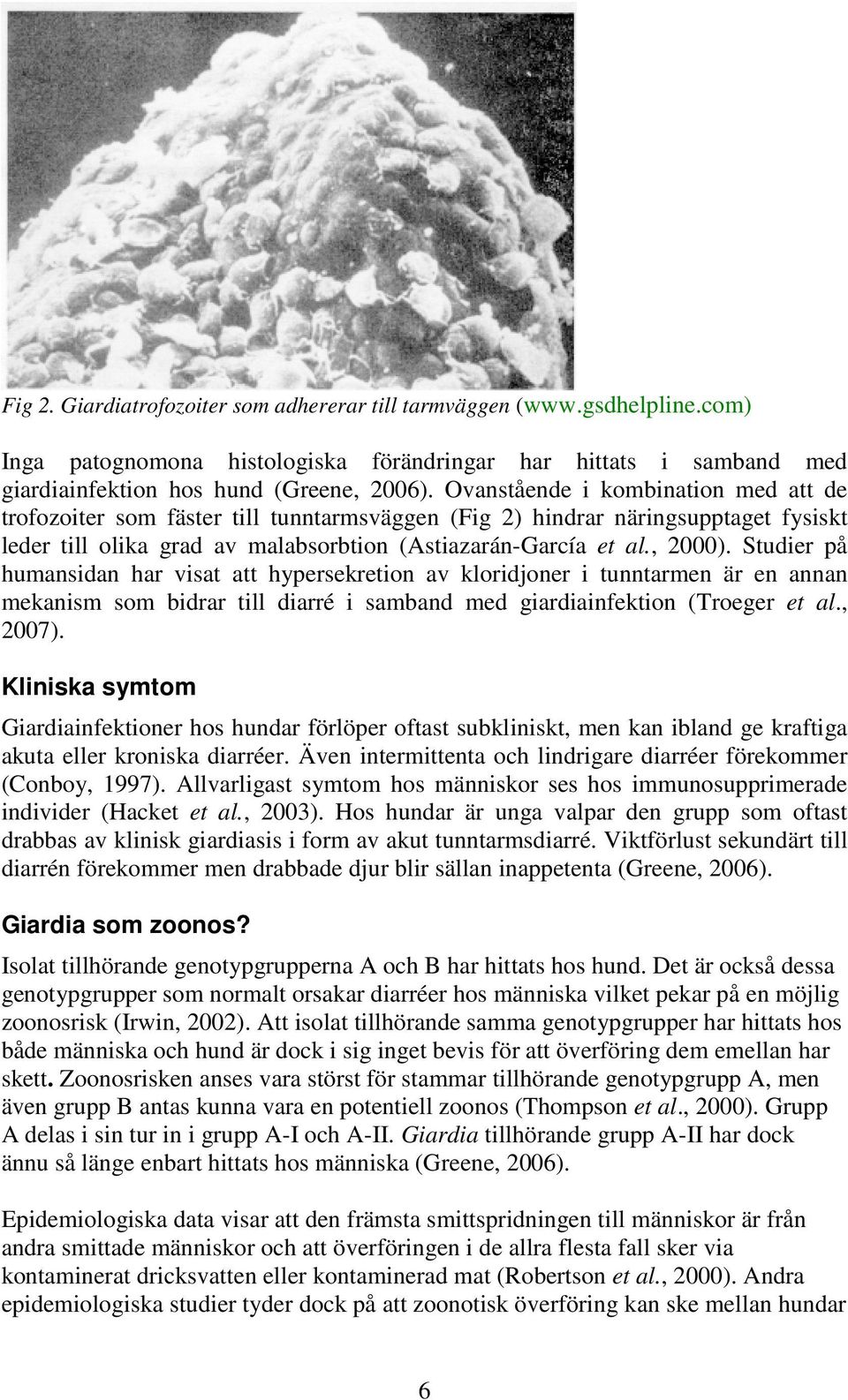 Studier på humansidan har visat att hypersekretion av kloridjoner i tunntarmen är en annan mekanism som bidrar till diarré i samband med giardiainfektion (Troeger et al., 2007).