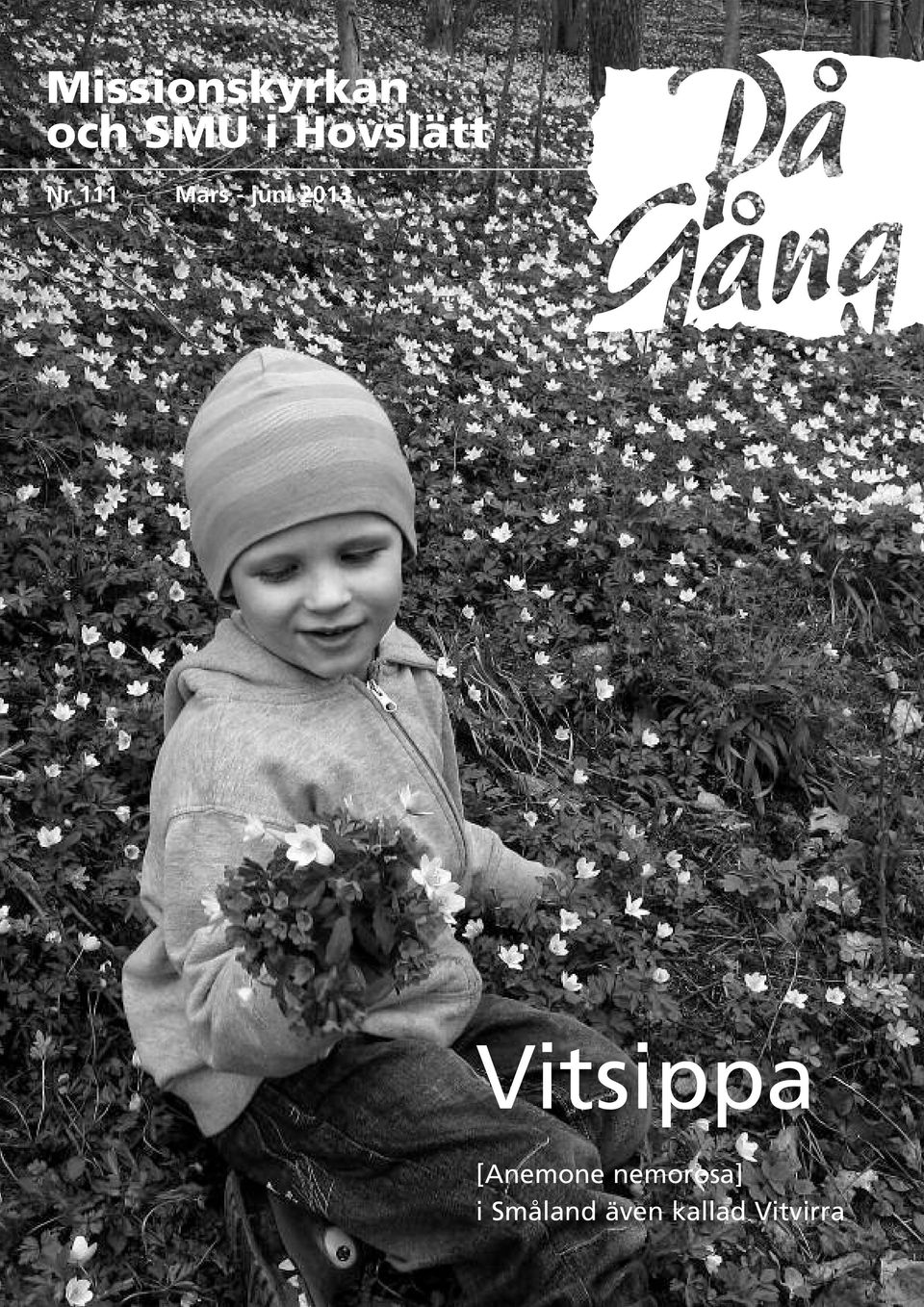 2013 Vitsippa [Anemone