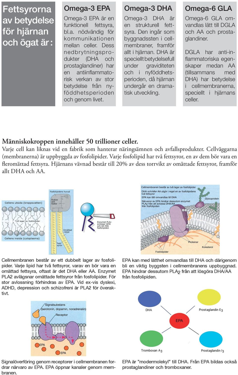 Den ingår som byggnadssten i cellmembraner, framför allt i hjärnan. DHA är speciellt betydelsefull under graviditeten och i nyföddhetsperioden, då hjärnan undergår en dramatisk utveckling.