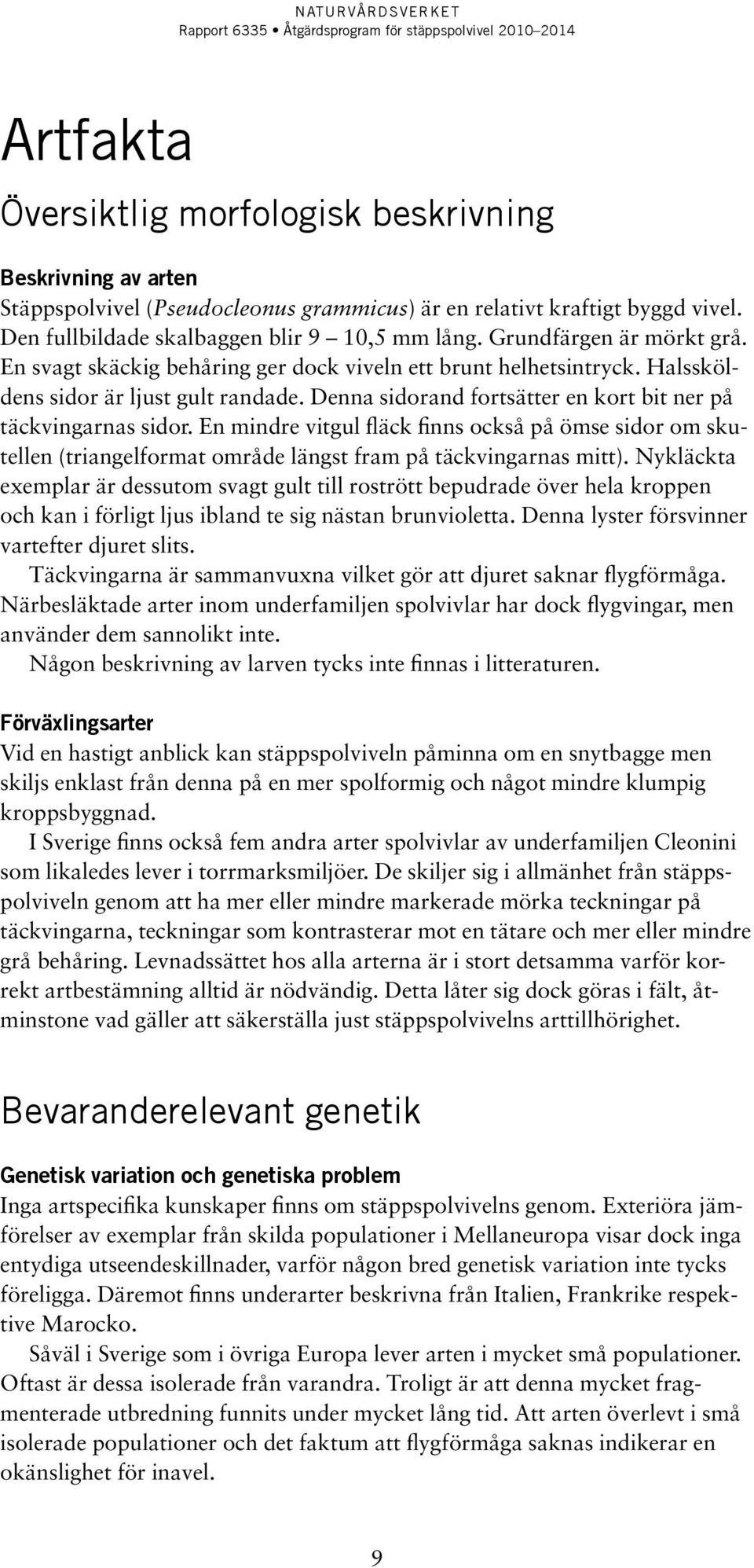 Denna sidorand fortsätter en kort bit ner på täckvingarnas sidor. En mindre vitgul fläck finns också på ömse sidor om skutellen (triangelformat område längst fram på täckvingarnas mitt).