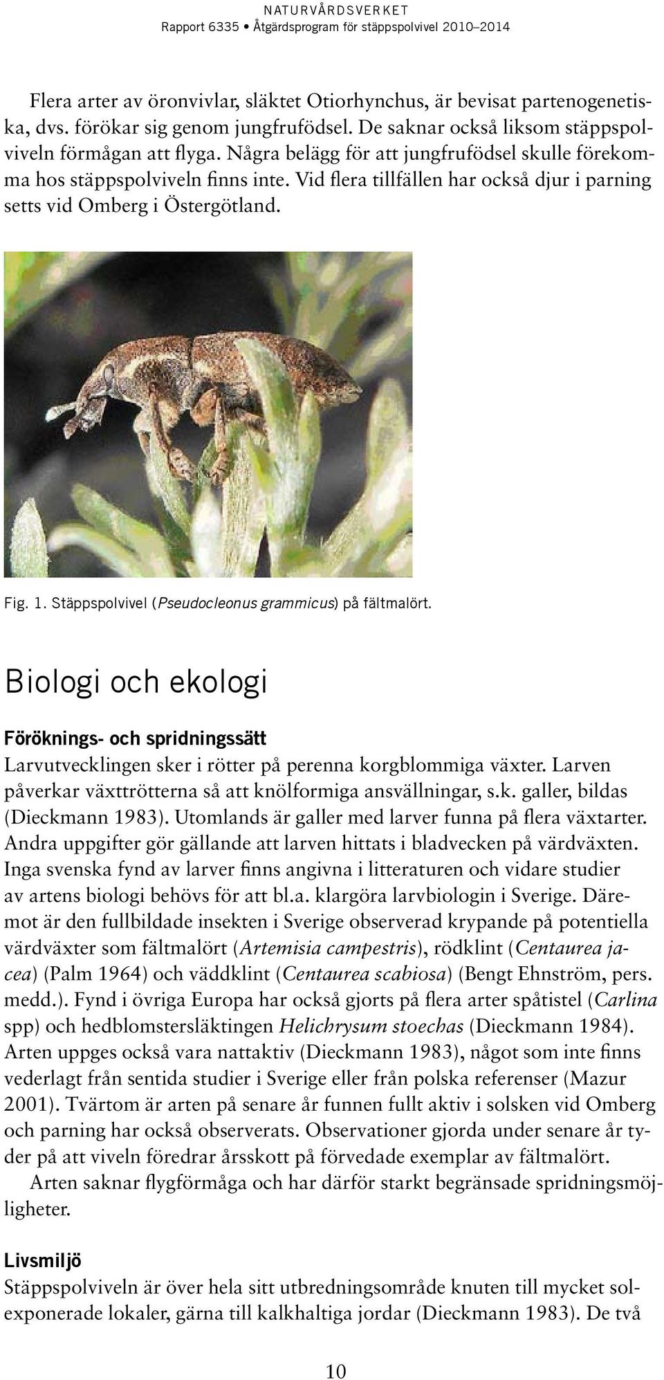 Stäppspolvivel (Pseudocleonus grammicus) på fältmalört. Biologi och ekologi Föröknings- och spridningssätt Larvutvecklingen sker i rötter på perenna korgblommiga växter.