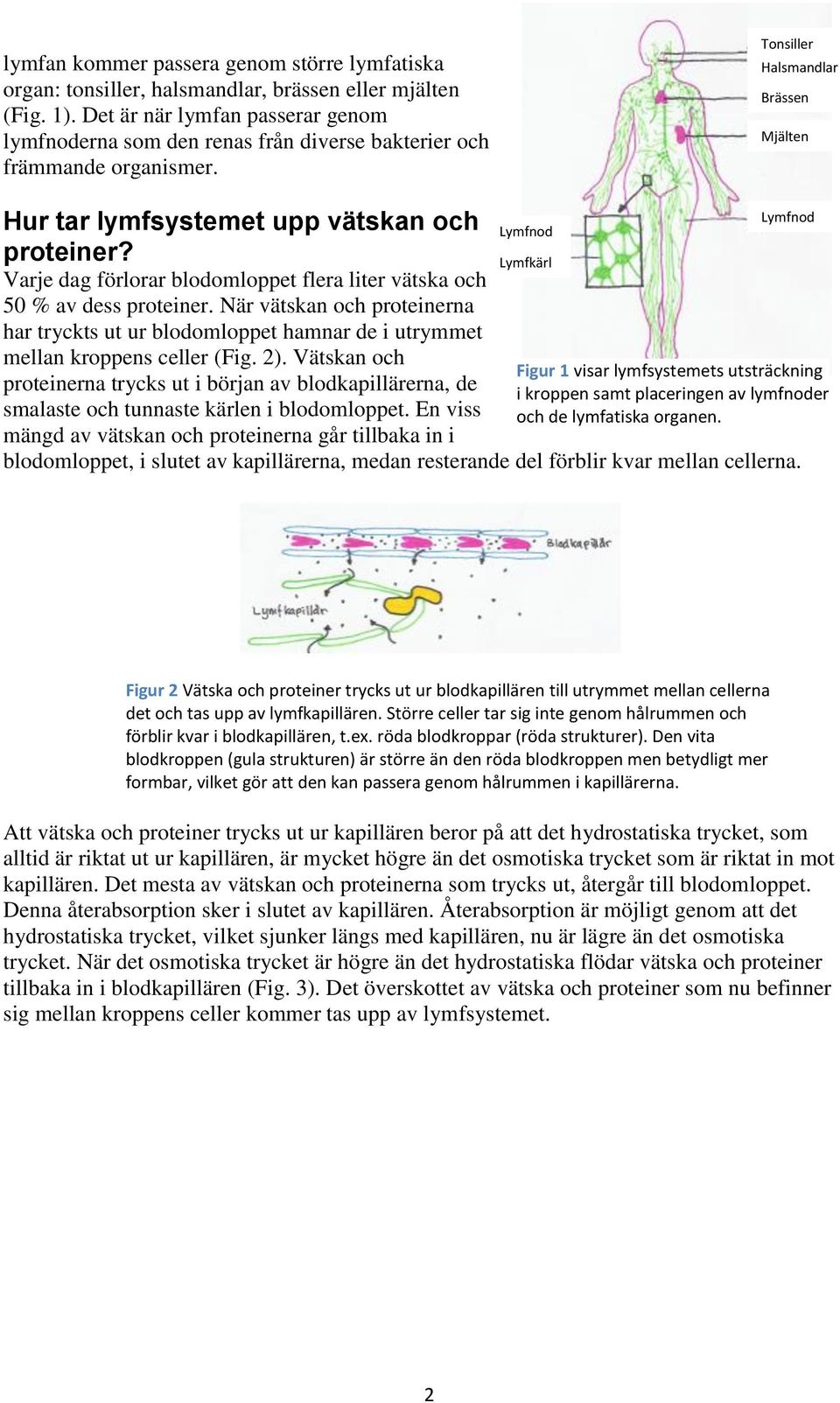 Varje dag förlorar blodomloppet flera liter vätska och 50 % av dess proteiner. När vätskan och proteinerna har tryckts ut ur blodomloppet hamnar de i utrymmet mellan kroppens celler (Fig. 2).