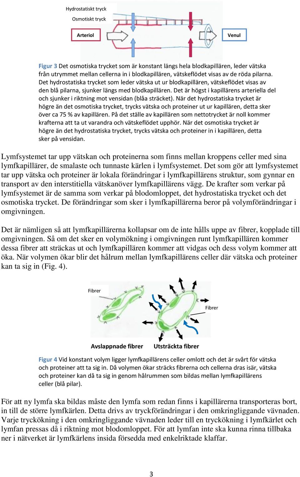 Det är högst i kapillärens arteriella del och sjunker i riktning mot vensidan (blåa sträcket).