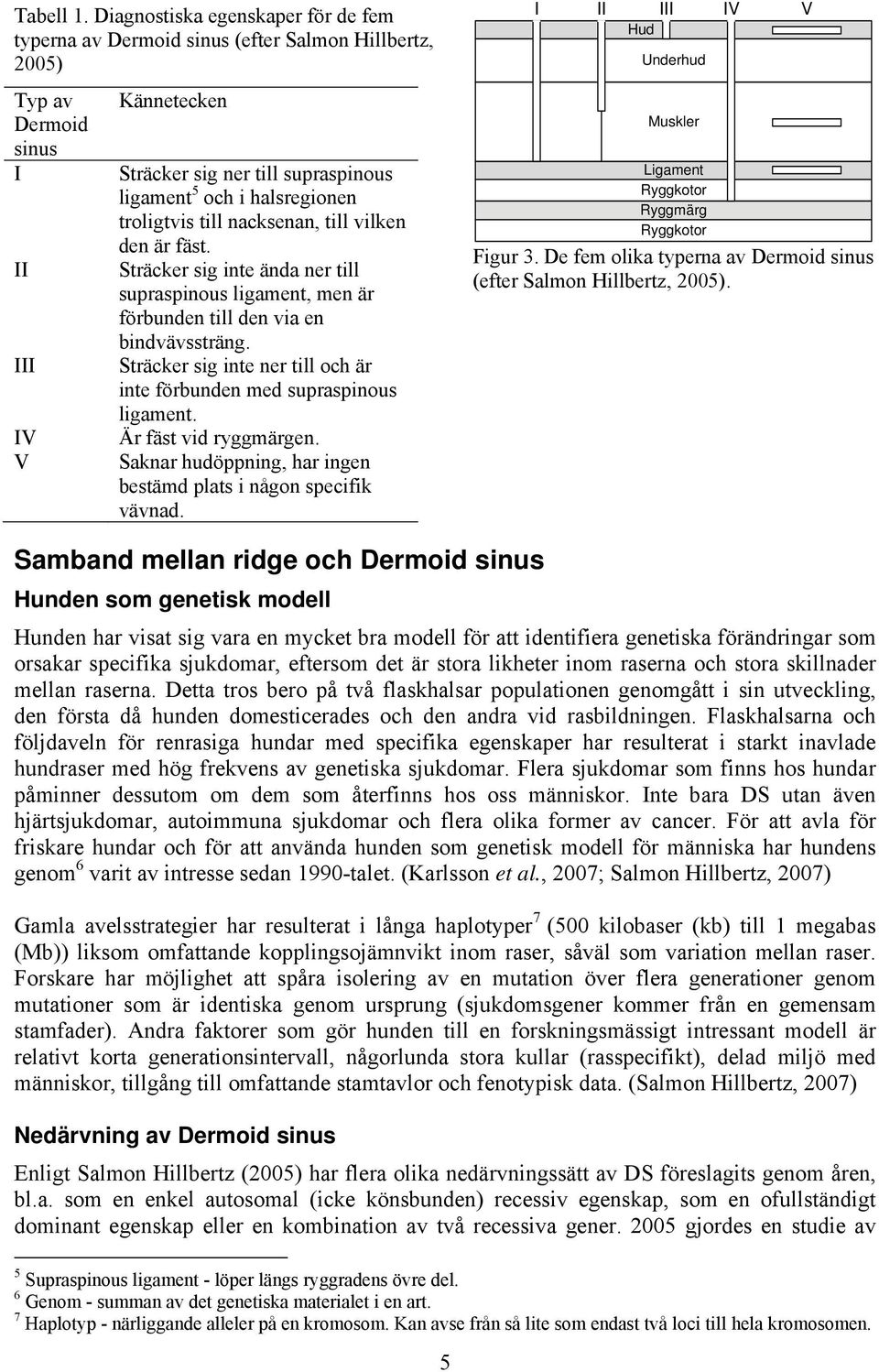 halsregionen troligtvis till nacksenan, till vilken den är fäst. Sträcker sig inte ända ner till supraspinous ligament, men är förbunden till den via en bindvävssträng.