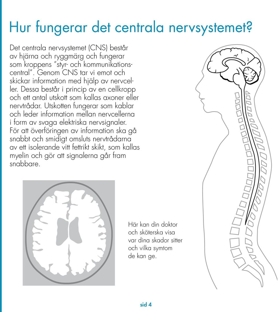 Utskotten fungerar som kablar och leder information mellan nervcellerna i form av svaga elektriska nervsignaler.