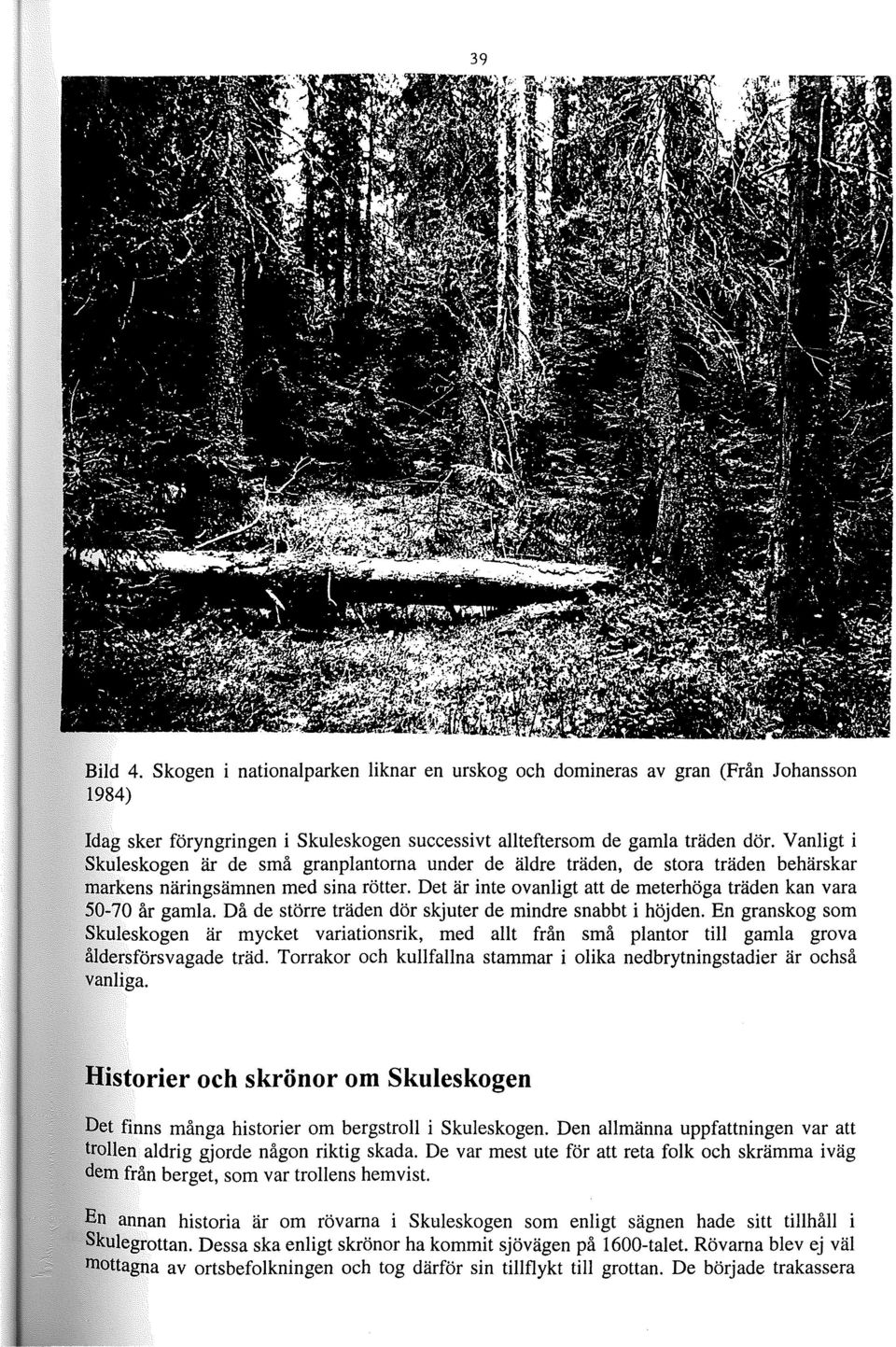 Det är inte ovanligt att de meterhöga träden kan vara 50-70 år gamla. Då de större träden dör skjuter de mindre snabbt i höjden.