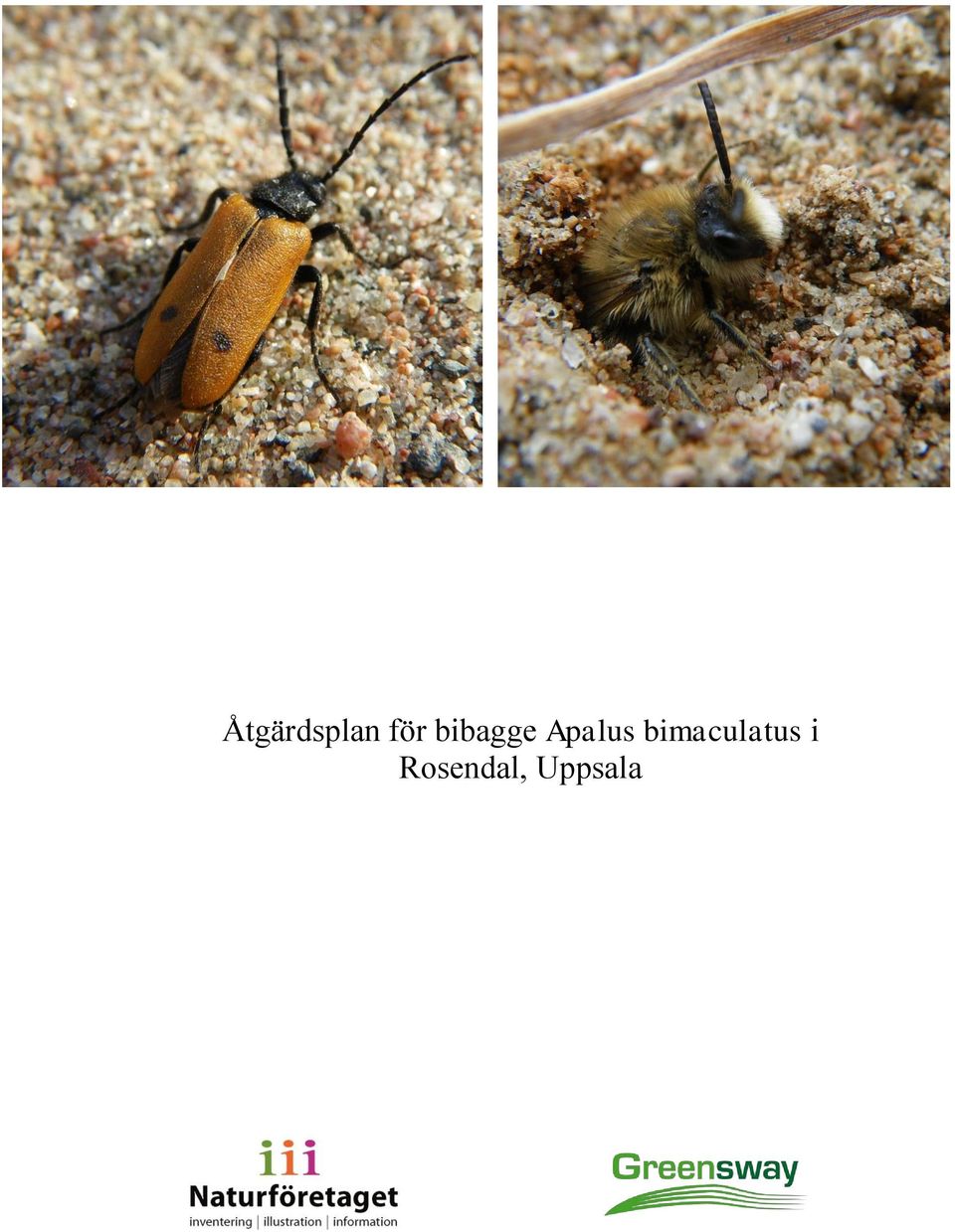 bimaculatus i