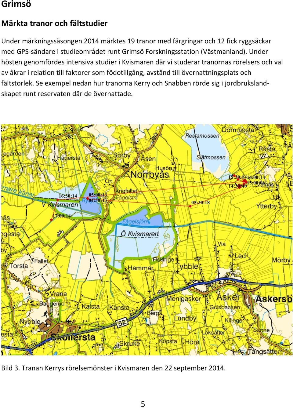 Under hösten genomfördes intensiva studier i Kvismaren där vi studerar tranornas rörelsers och val av åkrar i relation till faktorer som