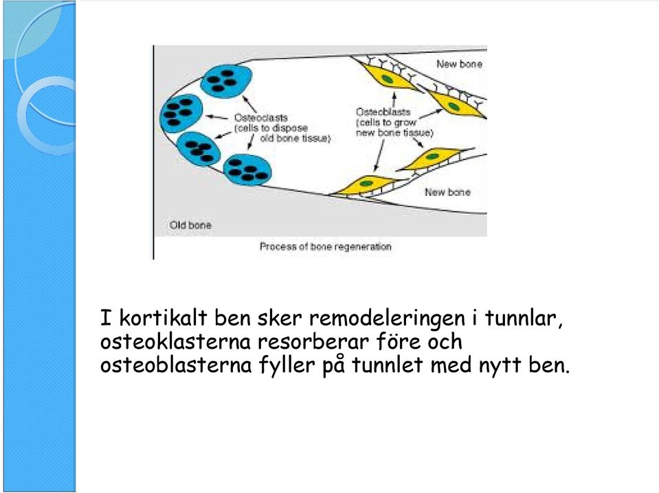 osteoklasterna resorberar före