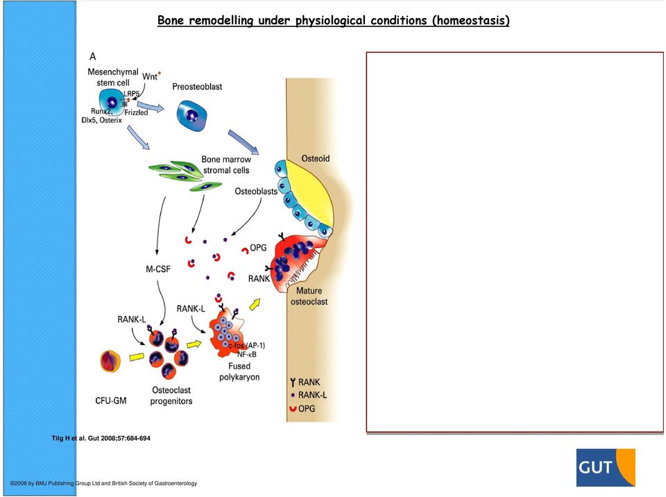 Gut 2008;57:684-694 2008 by BMJ