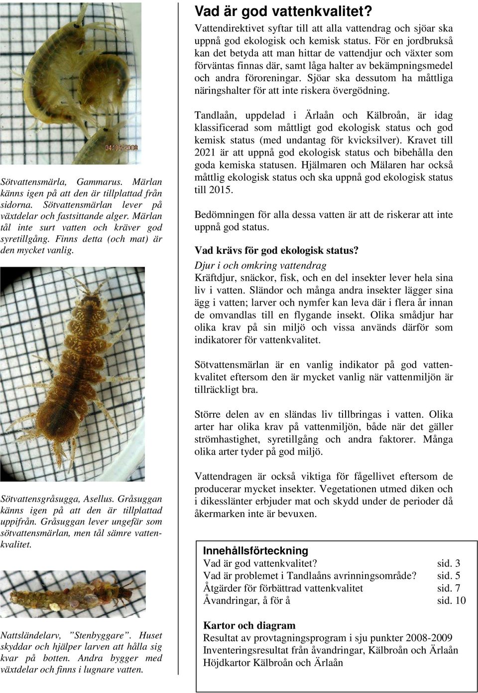 Sjöar ska dessutom ha måttliga näringshalter för att inte riskera övergödning. Sötvattensmärla, Gammarus. Märlan känns igen på att den är tillplattad från sidorna.