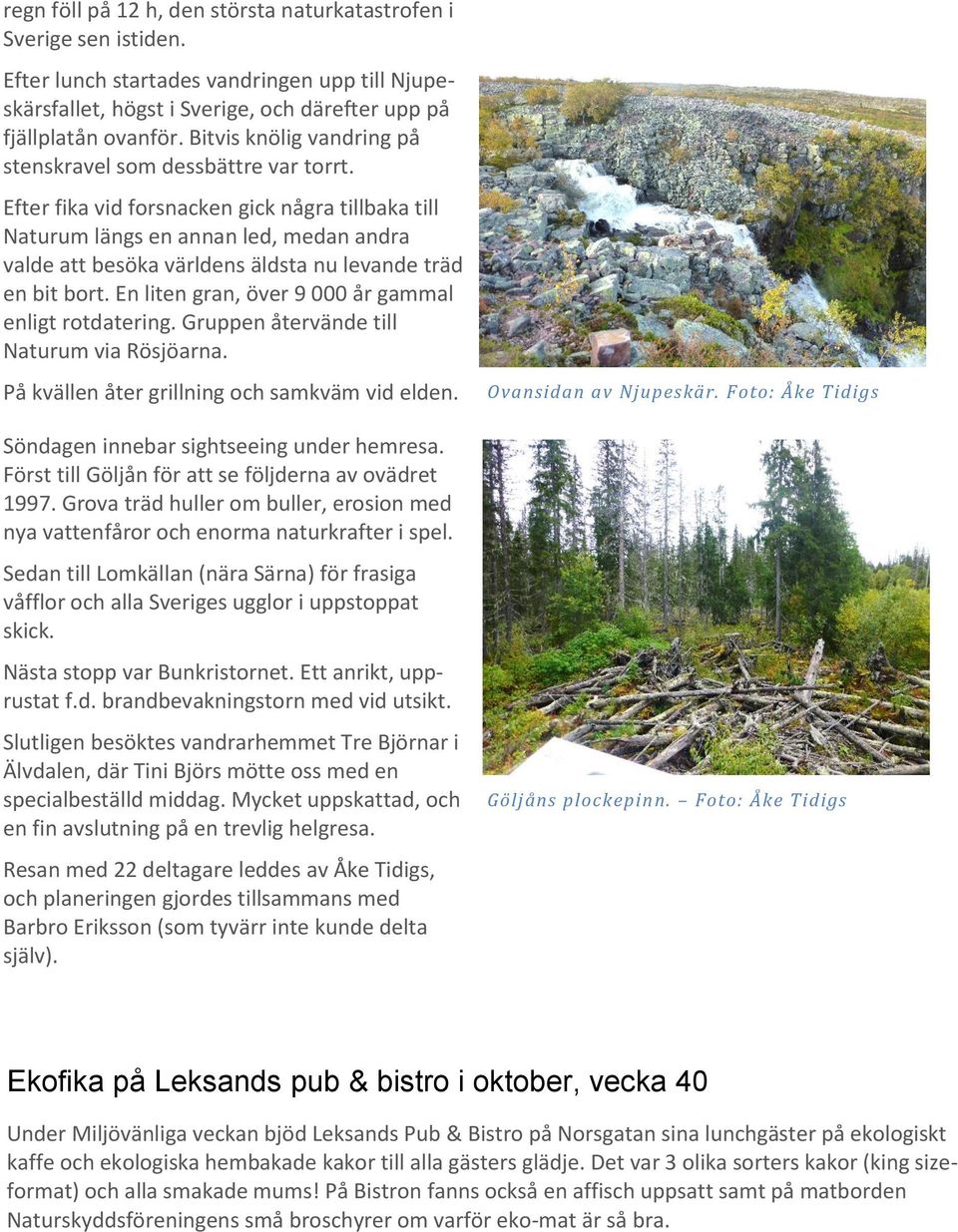 Efter fika vid forsnacken gick några tillbaka till Naturum längs en annan led, medan andra valde att besöka världens äldsta nu levande träd en bit bort.
