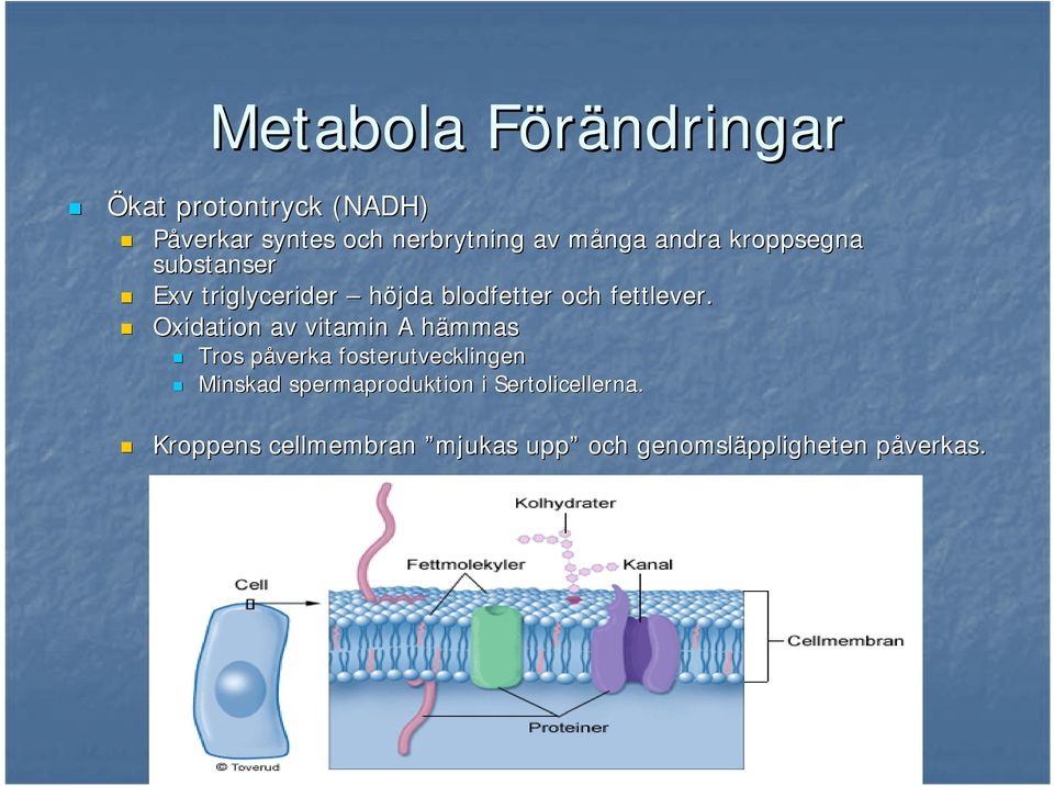 Oxidation av vitamin A hämmas h Tros påverka p fosterutvecklingen Minskad