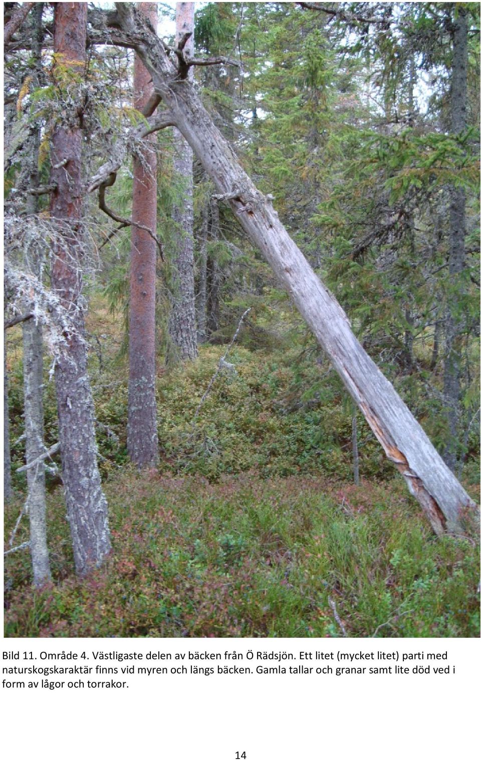 Ett litet (mycket litet) parti med naturskogskaraktär