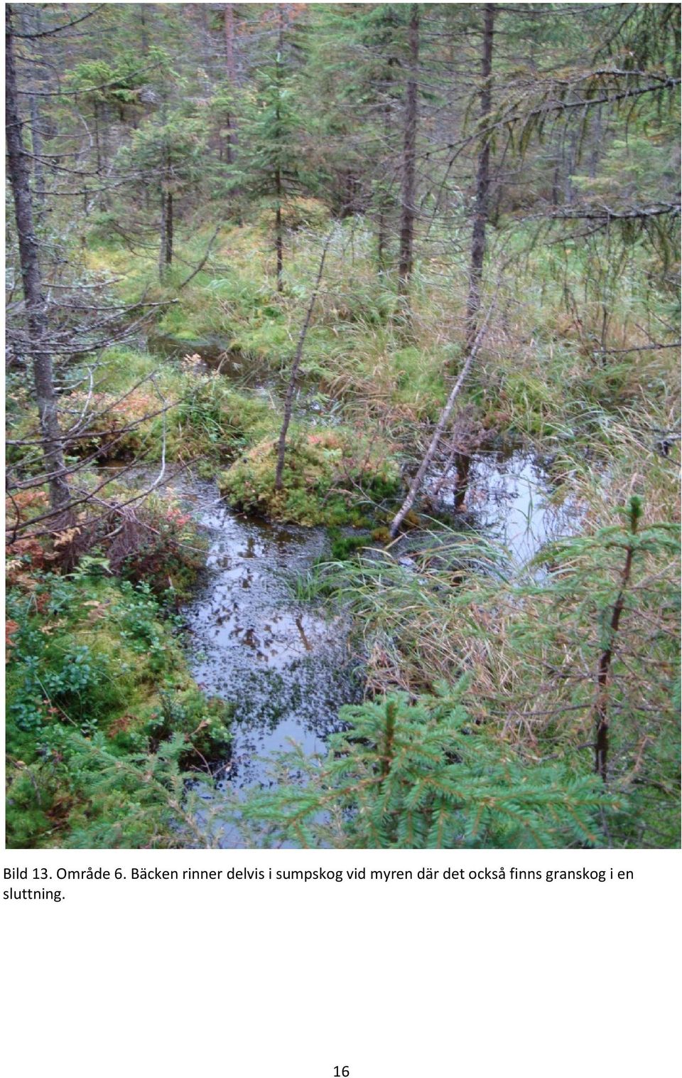 sumpskog vid myren där det