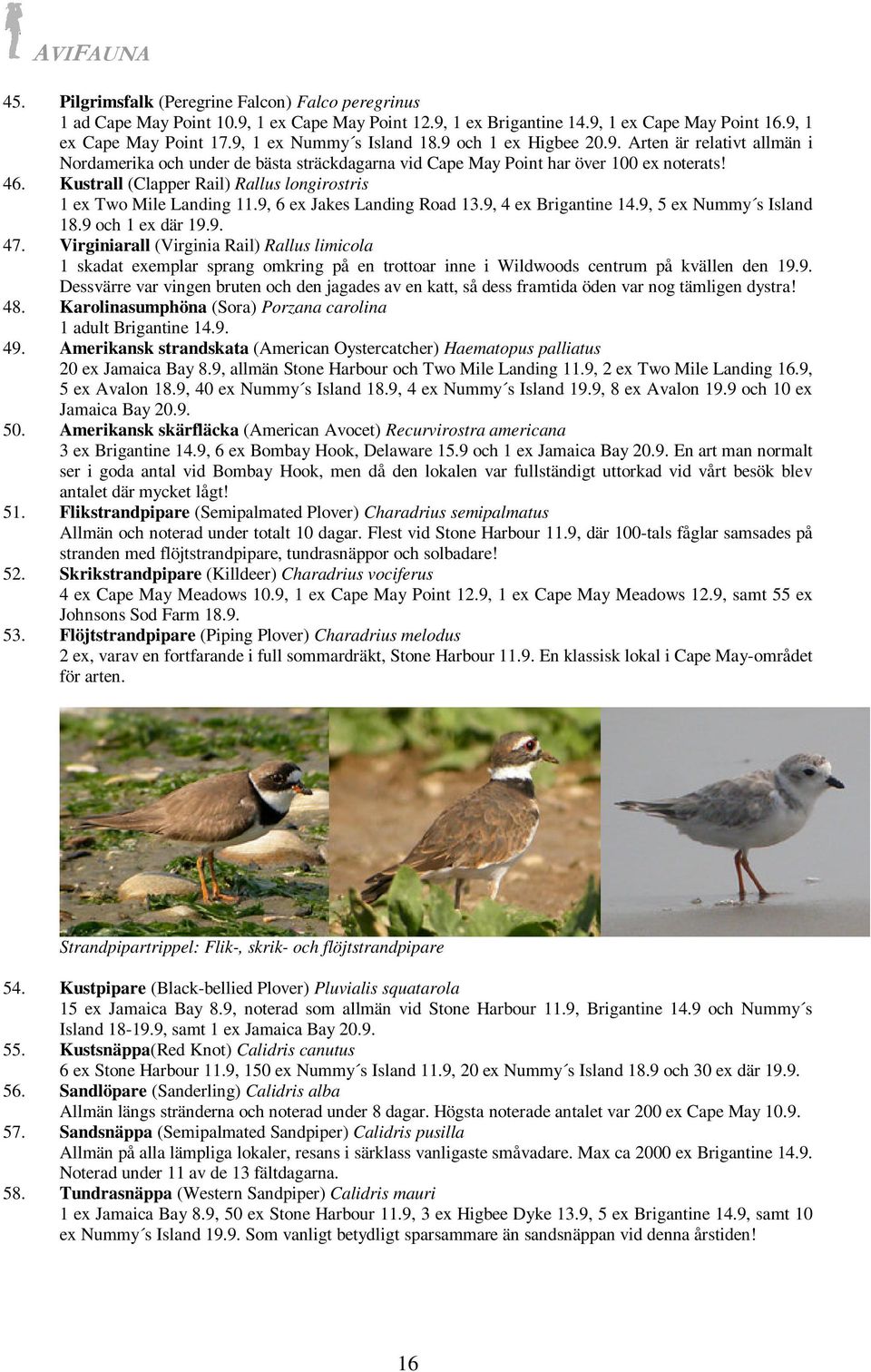 Kustrall (Clapper Rail) Rallus longirostris 1 ex Two Mile Landing 11.9, 6 ex Jakes Landing Road 13.9, 4 ex Brigantine 14.9, 5 ex Nummy s Island 18.9 och 1 ex där 19.9. 47.