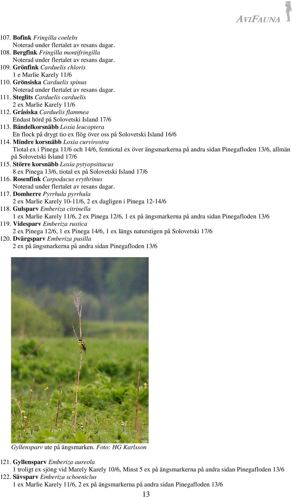 Bändelkorsnäbb Loxia leucoptera En flock på drygt tio ex flög över oss på Solovetski Island 16/6 114.