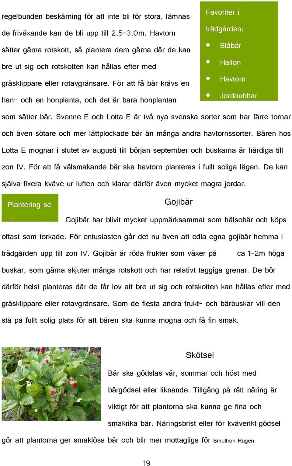 För att få bär krävs en Havtorn han- och en honplanta, och det är bara honplantan Jordgubbar som sätter bär.