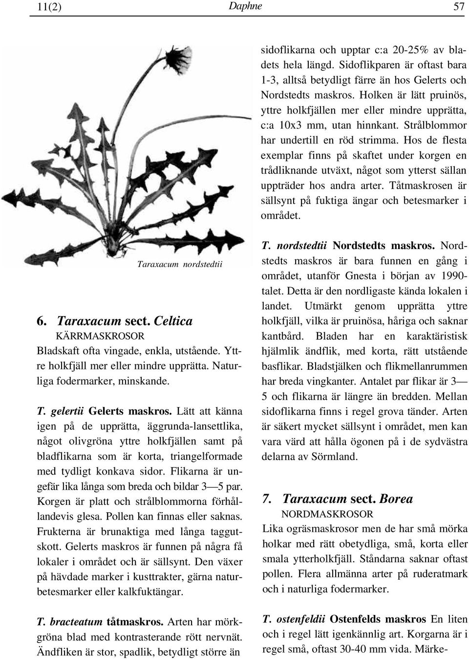 Hos de flesta exemplar finns på skaftet under korgen en trådliknande utväxt, något som ytterst sällan uppträder hos andra arter. Tåtmaskrosen är sällsynt på fuktiga ängar och betesmarker i området.
