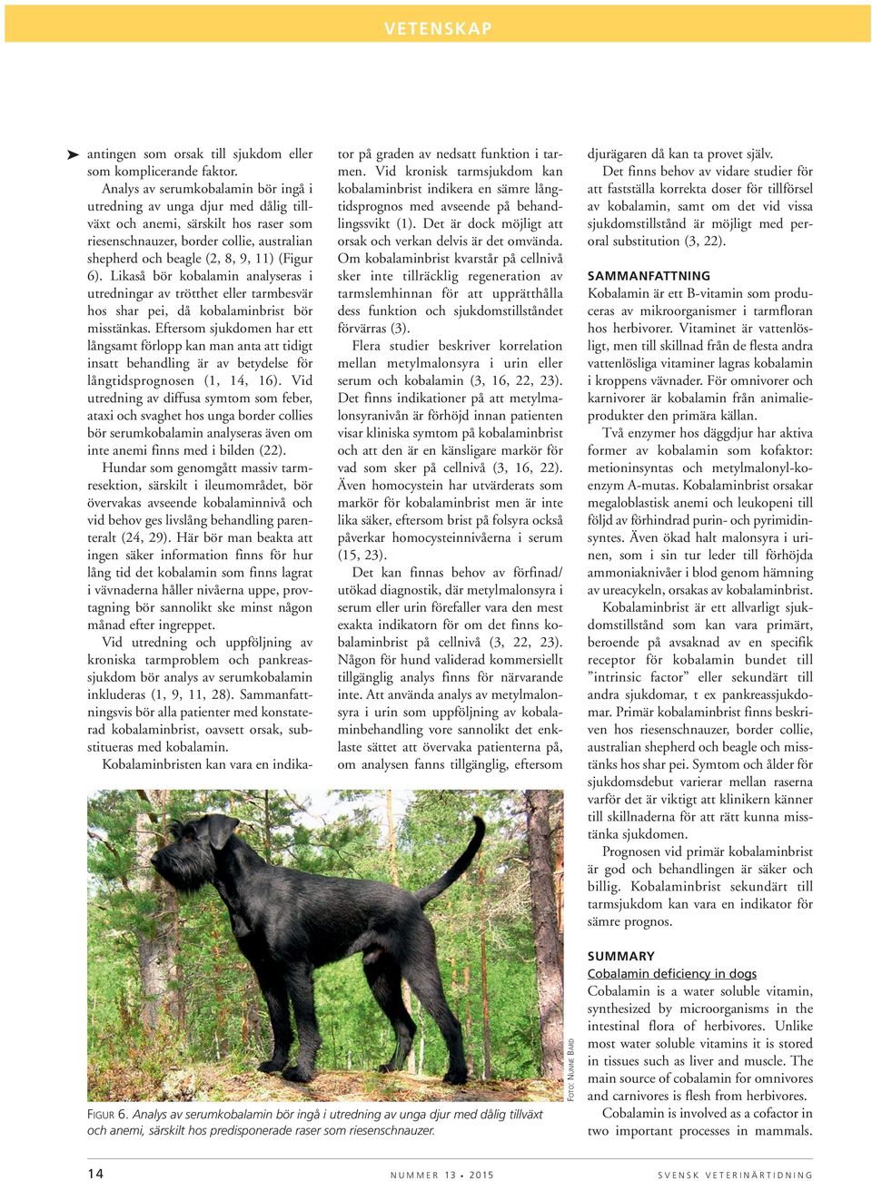 Likaså bör kobalamin analyseras i utredningar av trötthet eller tarmbesvär hos shar pei, då kobalaminbrist bör misstänkas.