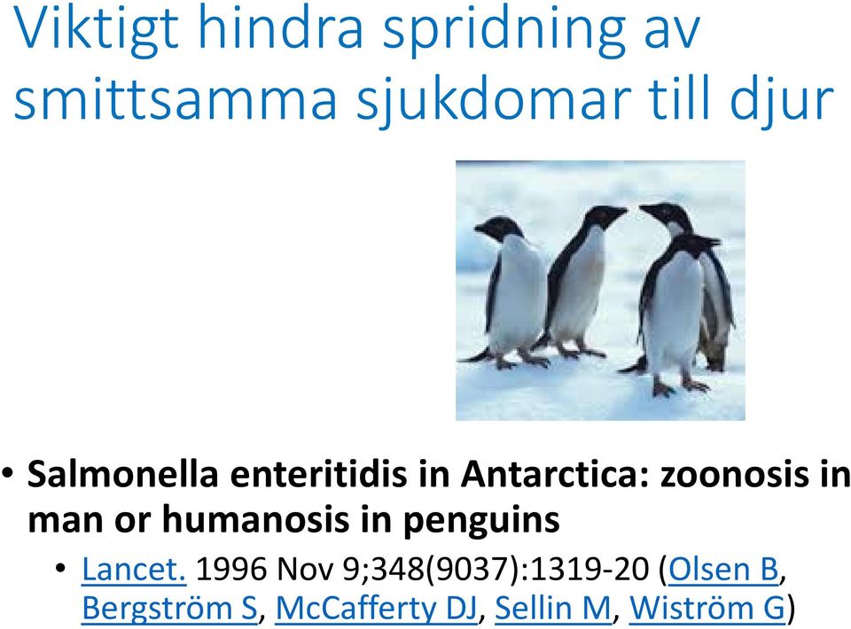 or humanosis in penguins Lancet.