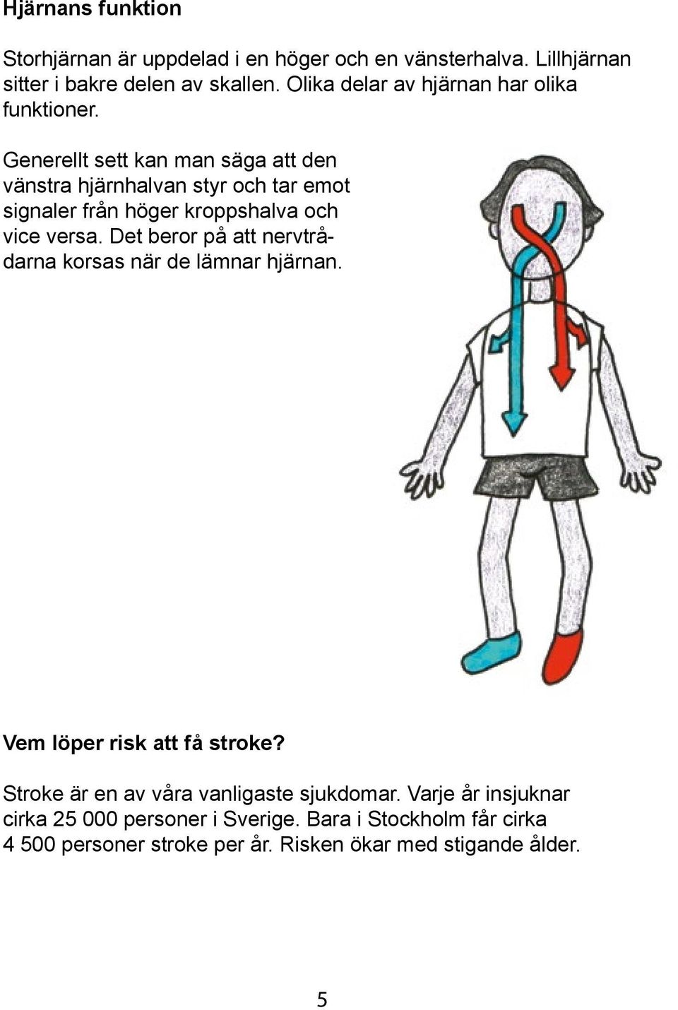 Generellt sett kan man säga att den vänstra hjärnhalvan styr och tar emot signaler från höger kroppshalva och vice versa.