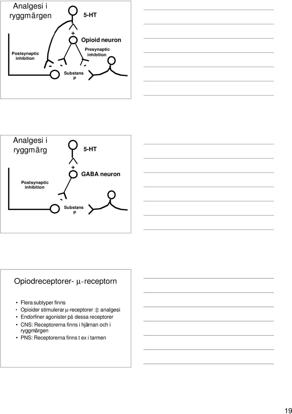 Opiodreceptorer- µ-receptorn Flera subtyper finns Opioider stimulerar µ-receptorer analgesi