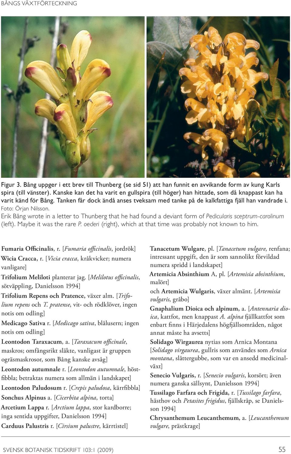 Foto: Örjan Nilsson. Erik Bång wrote in a letter to Thunberg that he had found a deviant form of Pedicularis sceptrum-carolinum (left). Maybe it was the rare P.