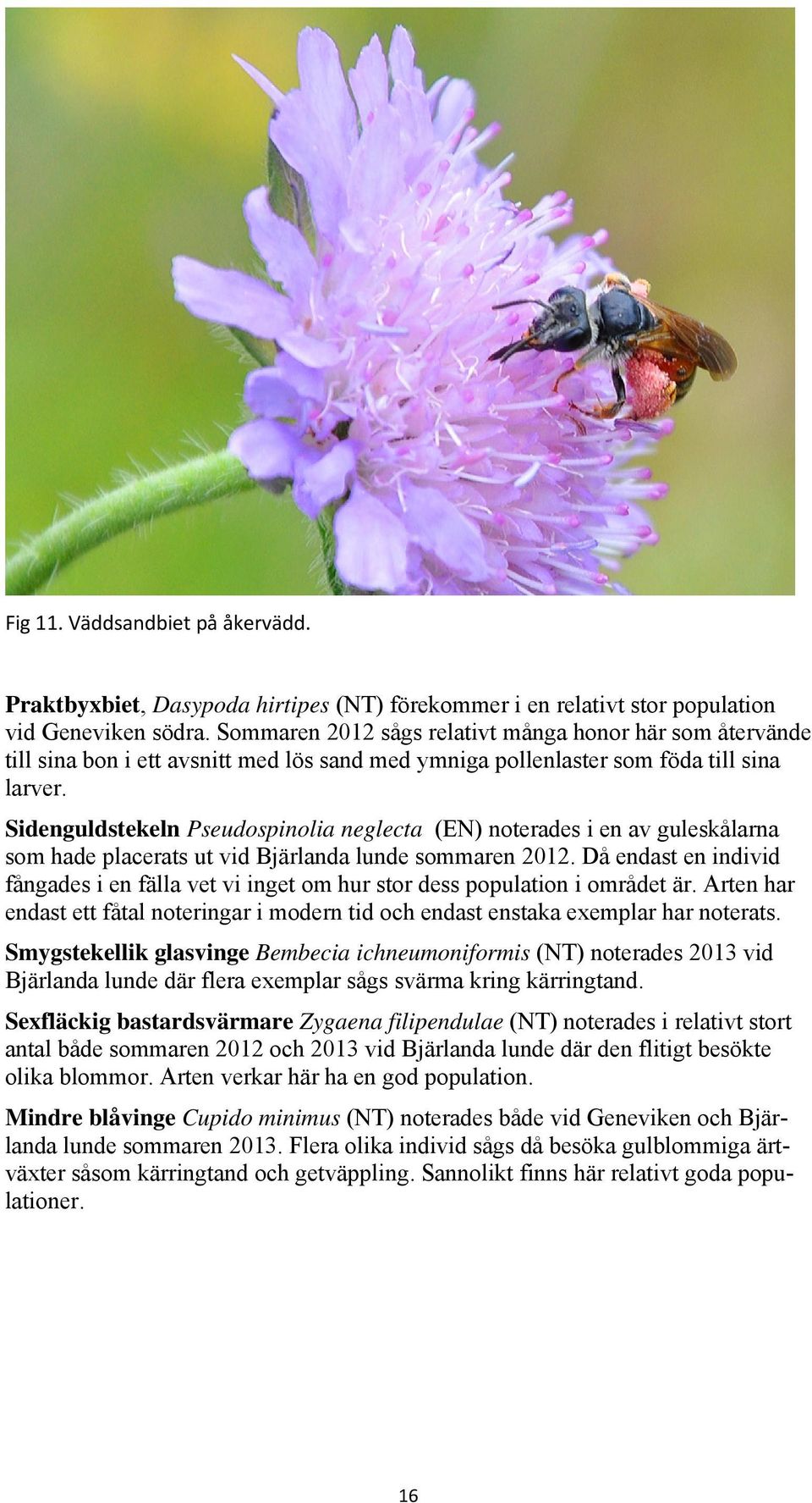 Sidenguldstekeln Pseudospinolia neglecta (EN) noterades i en av guleskålarna som hade placerats ut vid Bjärlanda lunde sommaren 2012.