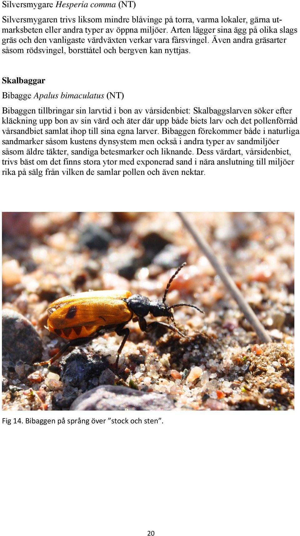 Skalbaggar Bibagge Apalus bimaculatus (NT) Bibaggen tillbringar sin larvtid i bon av vårsidenbiet: Skalbaggslarven söker efter kläckning upp bon av sin värd och äter där upp både biets larv och det