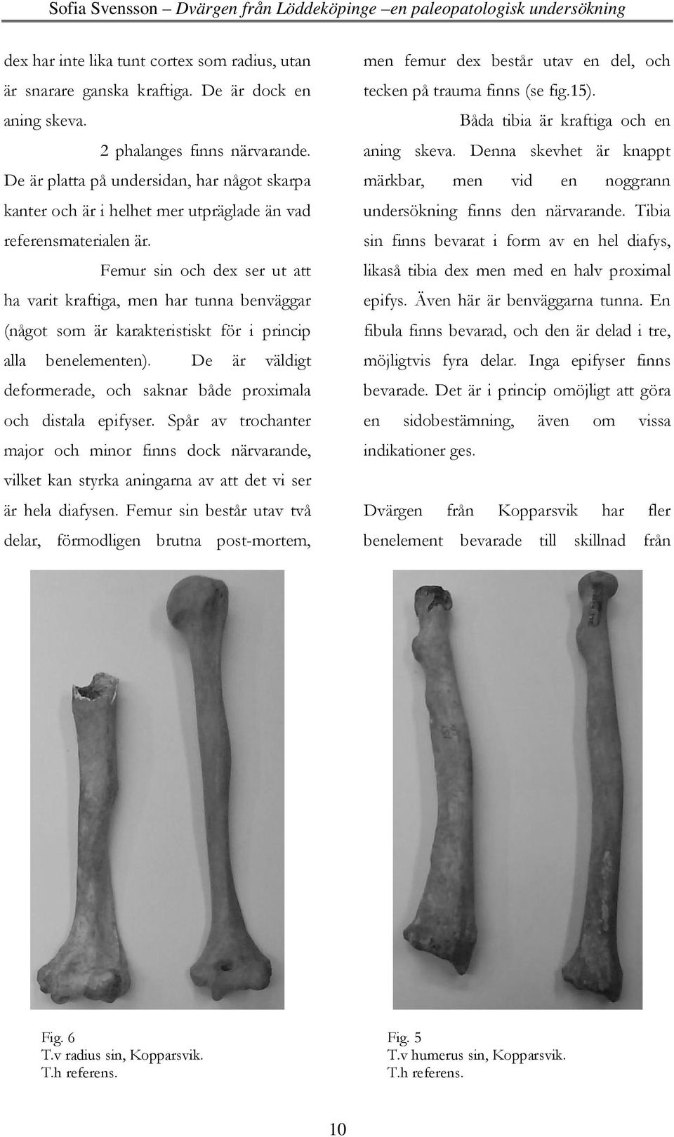 Femur sin och dex ser ut att ha varit kraftiga, men har tunna benväggar (något som är karakteristiskt för i princip alla benelementen).