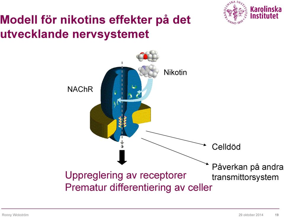 Celldöd Påverkan på andra transmittorsystem