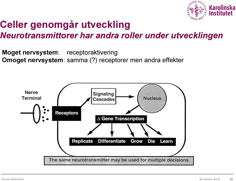 utvecklingen Moget nervsystem: