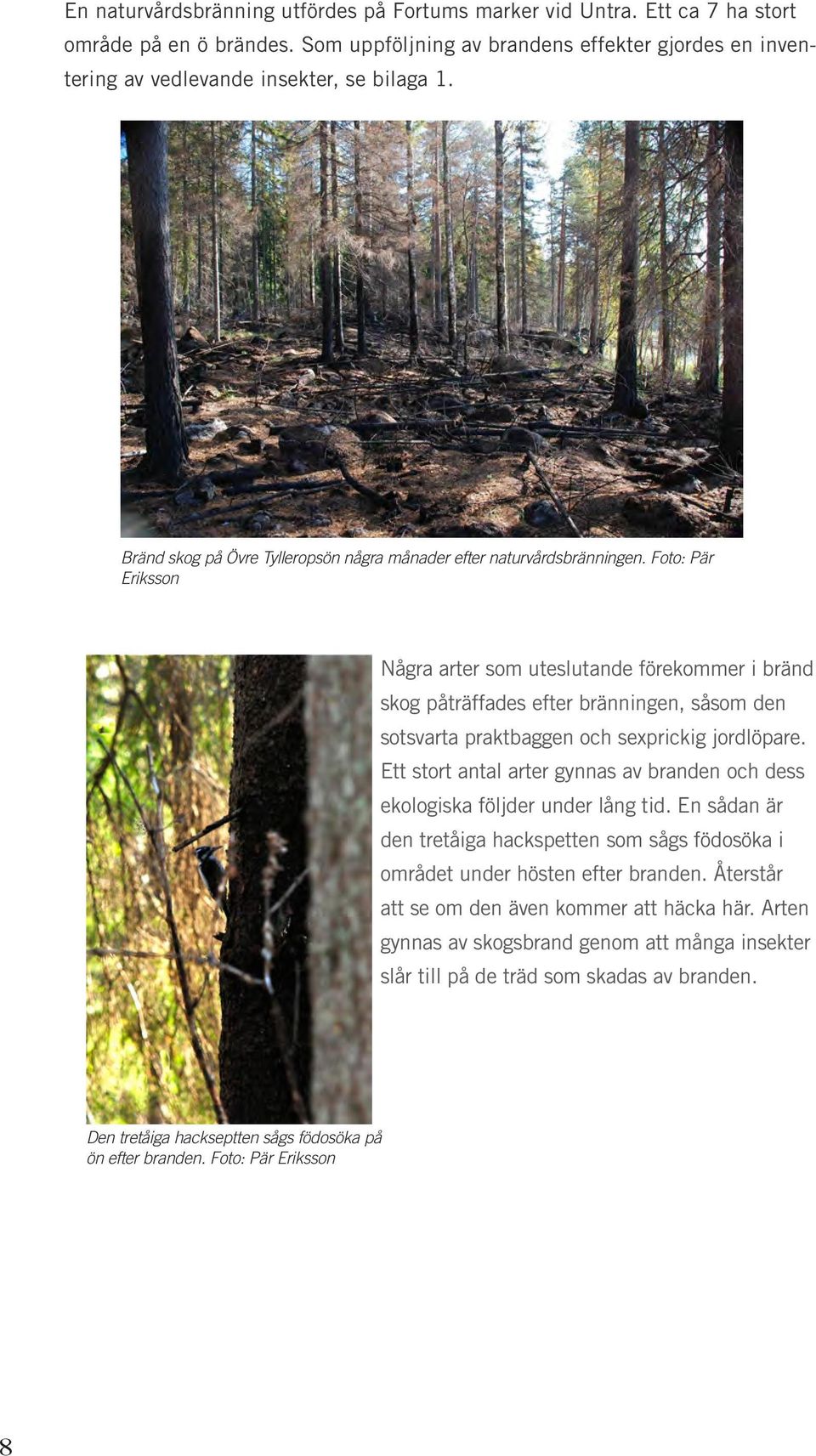 Foto: Pär Eriksson Några arter som uteslutande förekommer i bränd skog påträffades efter bränningen, såsom den sotsvarta praktbaggen och sexprickig jordlöpare.