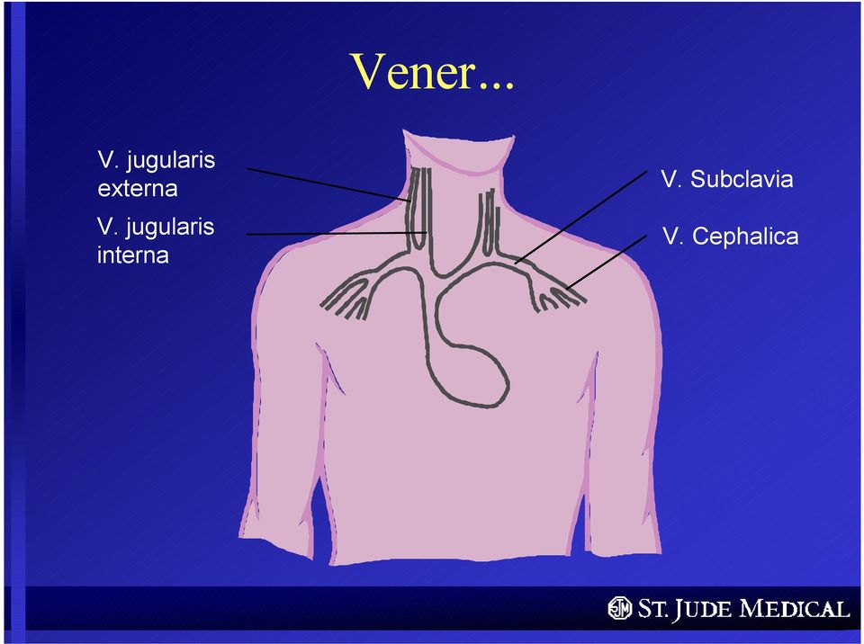 V. jugularis