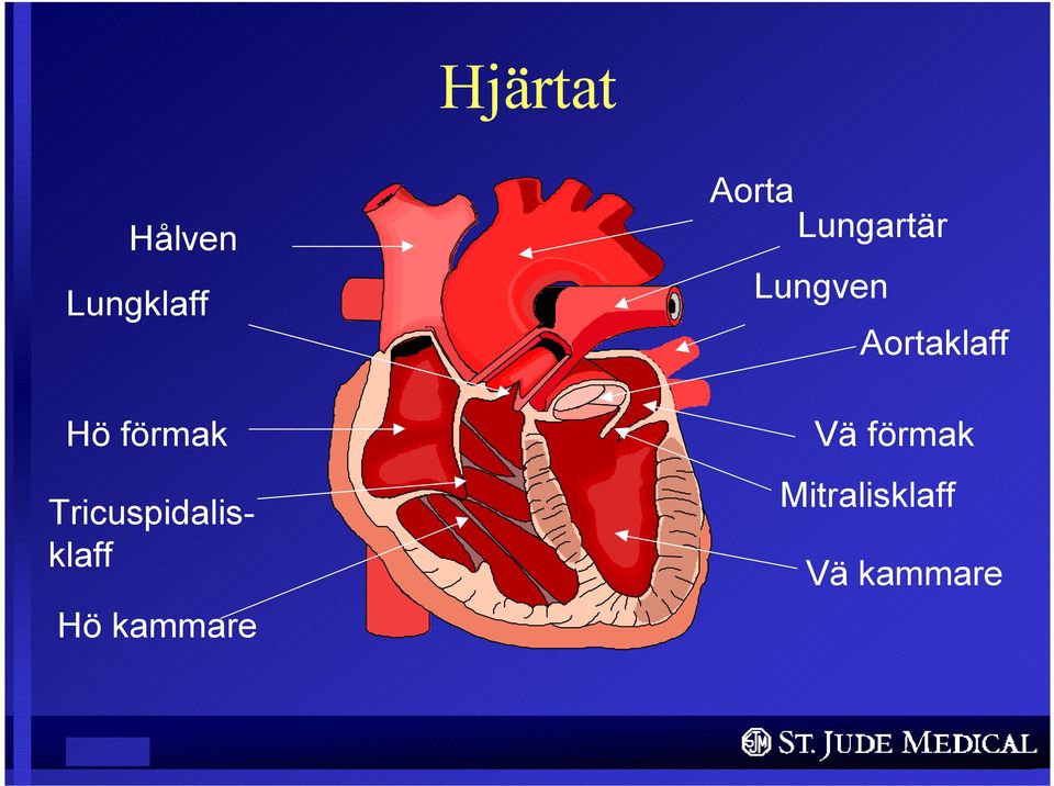 kammare Aorta Lungartär Lungven