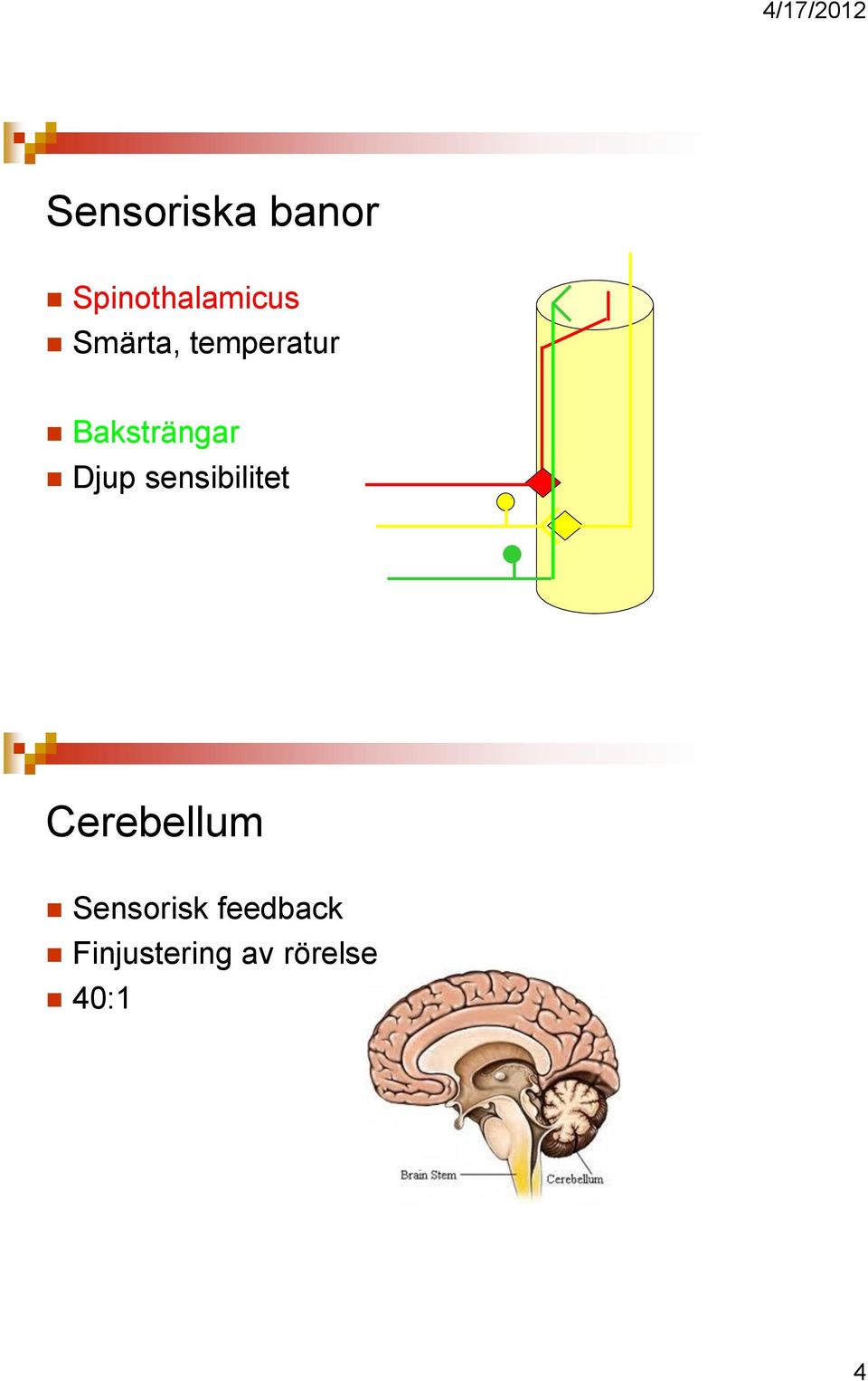 sensibilitet Cerebellum Sensorisk