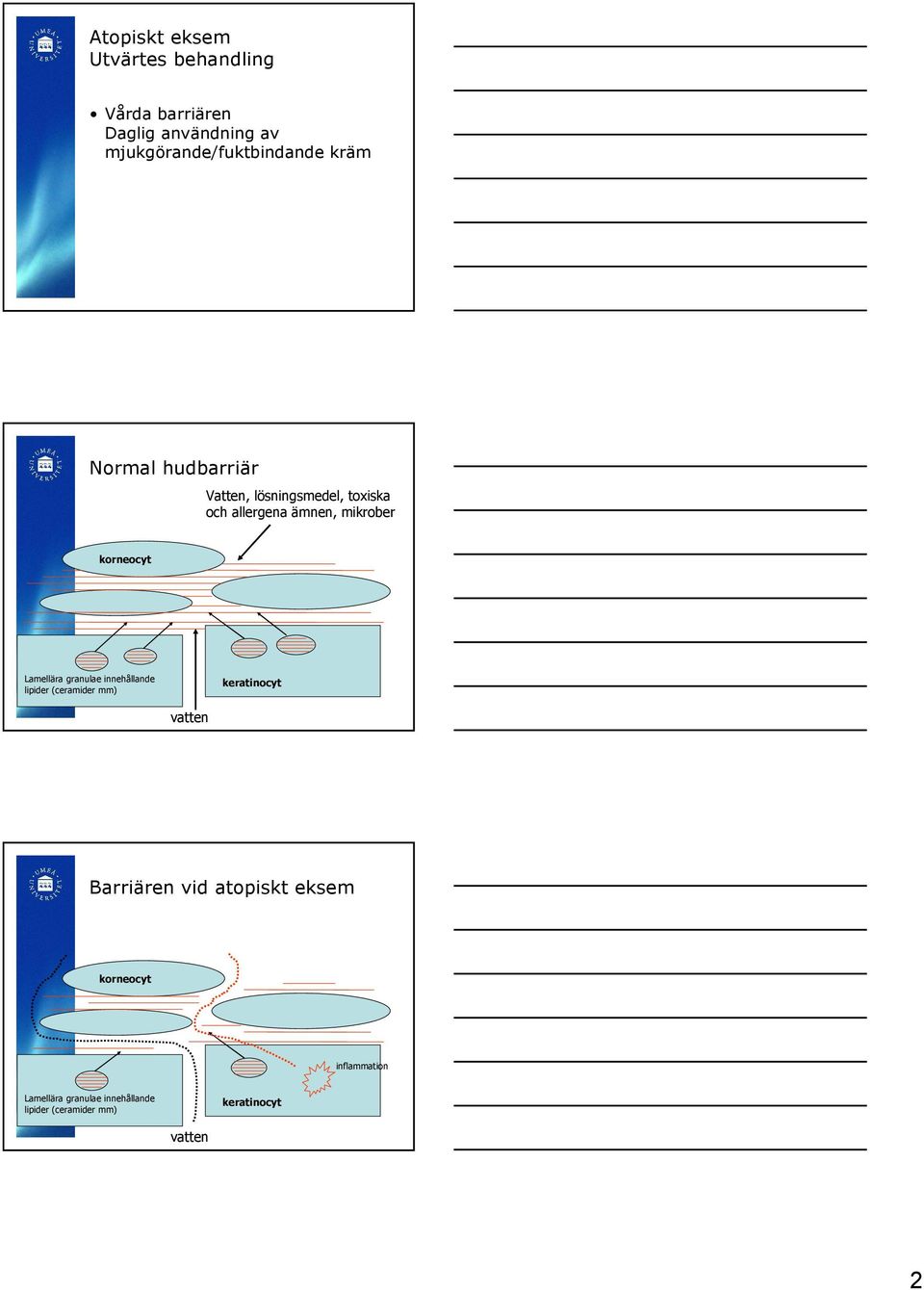 Lamellära granulae innehållande lipider (ceramider mm) keratinocyt vatten Barriären vid atopiskt