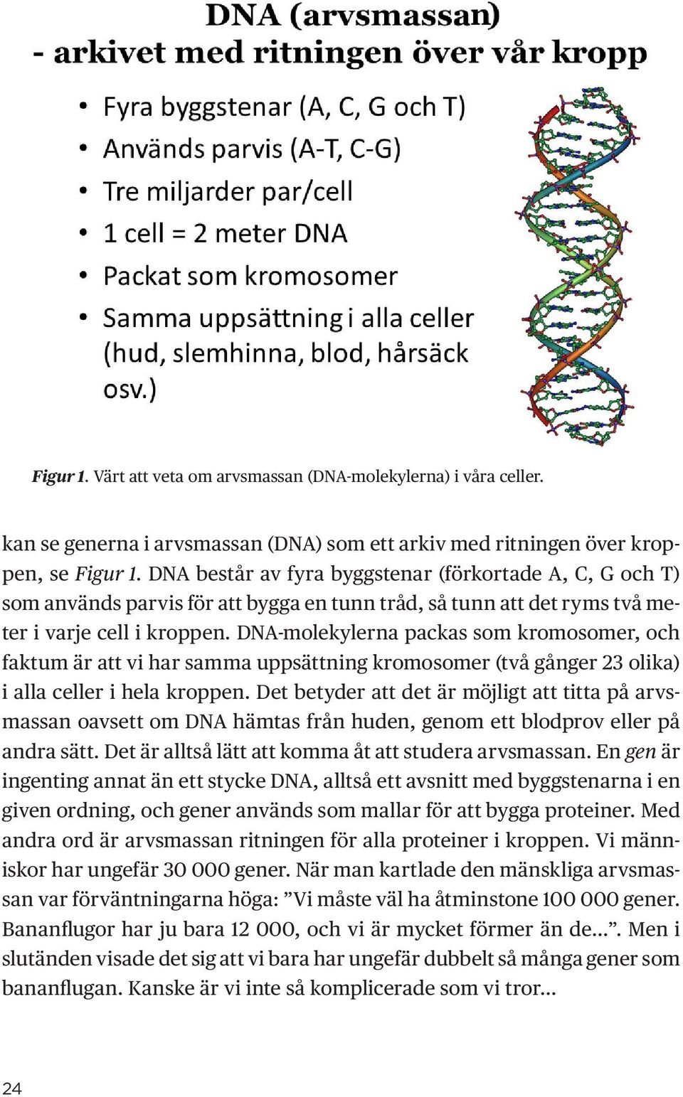 DNA-molekylerna packas som kromosomer, och faktum är att vi har samma uppsättning kromosomer (två gånger 23 olika) i alla celler i hela kroppen.