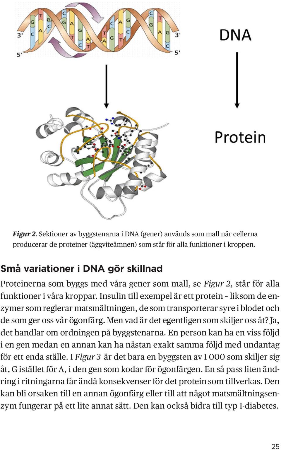 Insulin till exempel är ett protein liksom de enzymer som reglerar matsmältningen, de som transporterar syre i blodet och de som ger oss vår ögonfärg. Men vad är det egentligen som skiljer oss åt?