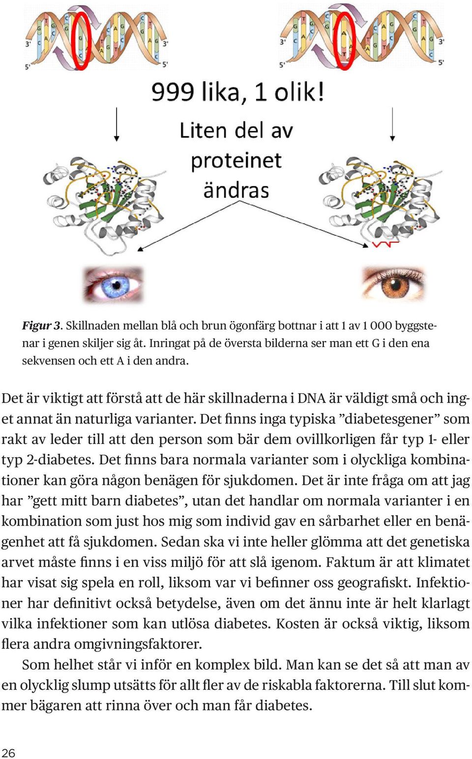 Det finns inga typiska diabetesgener som rakt av leder till att den person som bär dem ovillkorligen får typ 1- eller typ 2-diabetes.